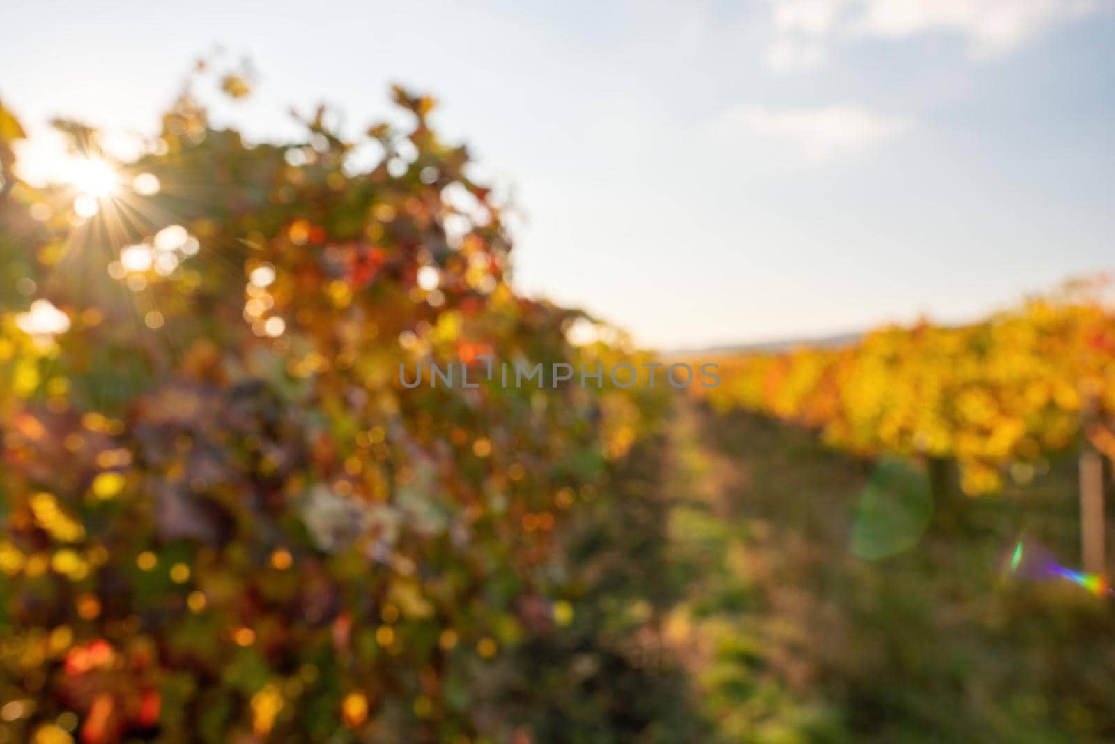 Abstract defocused bright autumn red orange yellow grapevine leaves at vineyard in warm sunset sunlight. Beautiful clusters of ripening grapes. Winemaking and organic fruit gardening. by panophotograph
