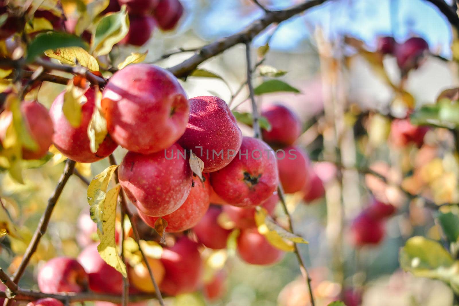 autumn harvest of red organic apples. High quality photo