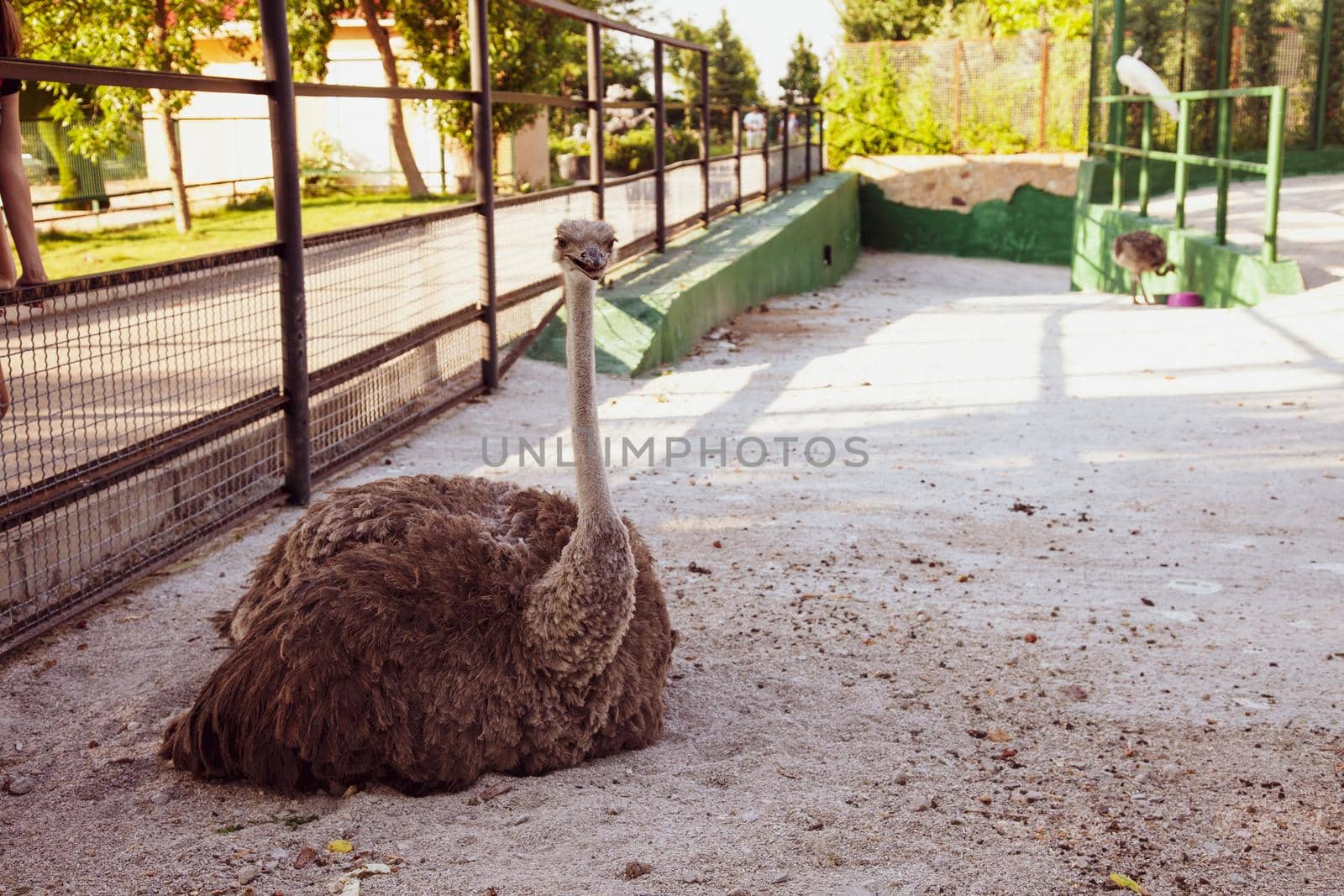 Elegant brown ostrich laying on concrete road by kisika
