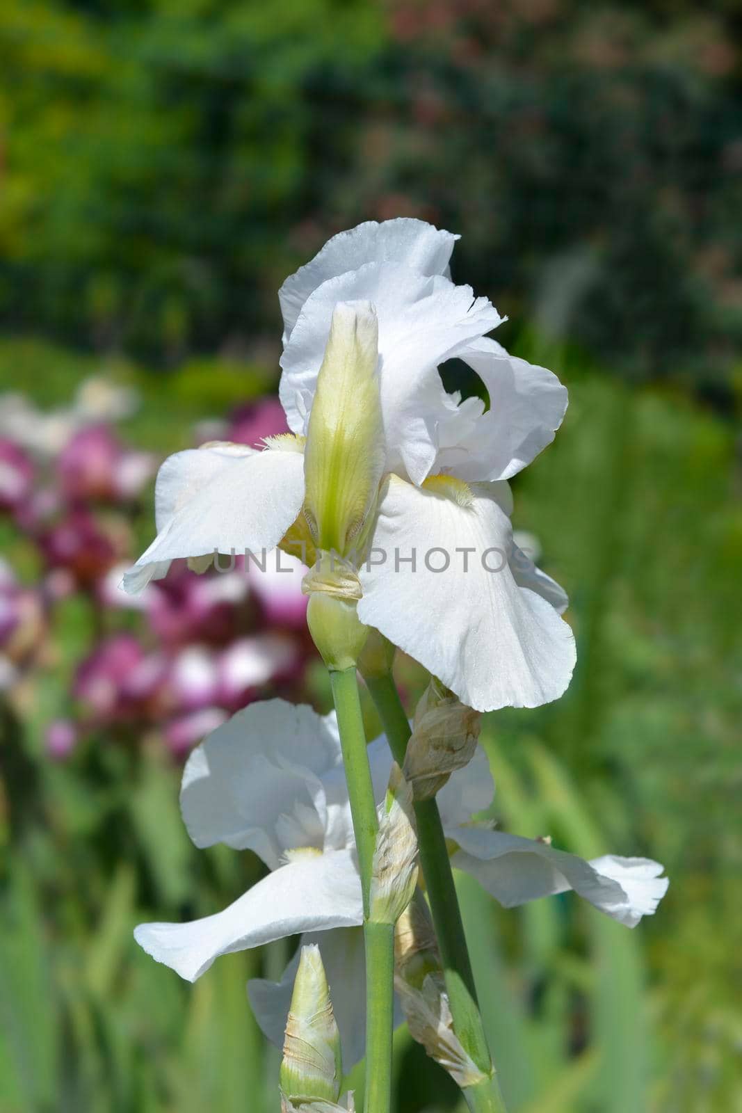 Tall bearded iris Tranquility by nahhan