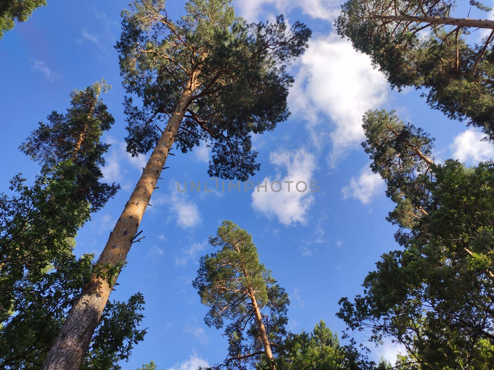 Pine forest nature background blue sky.