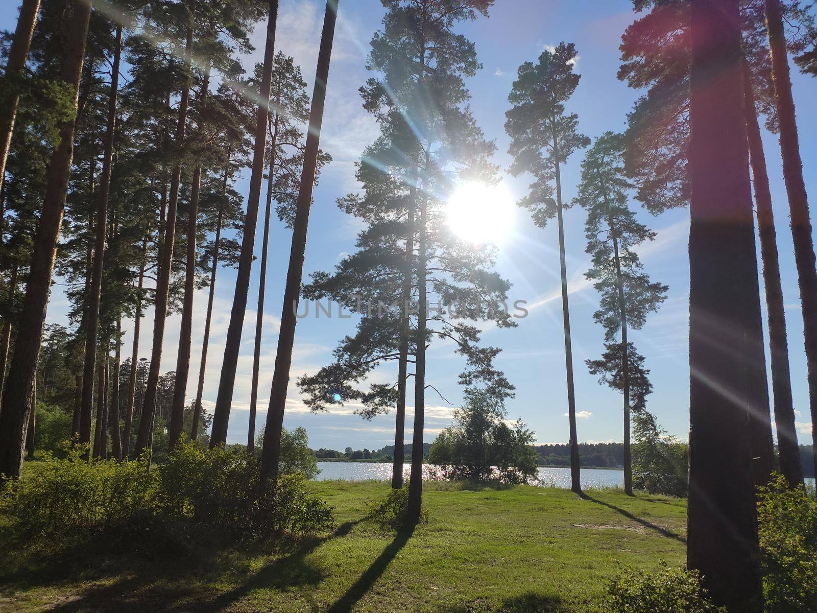 Pine forest nature background blue sky