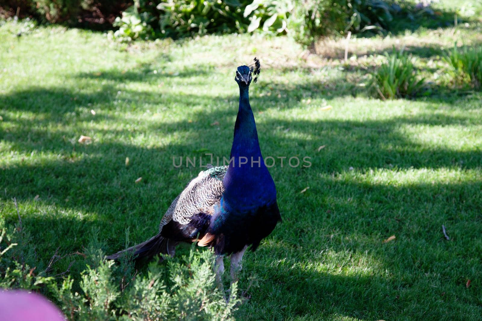 Elegant blue peacoc bird standing on green grass by kisika