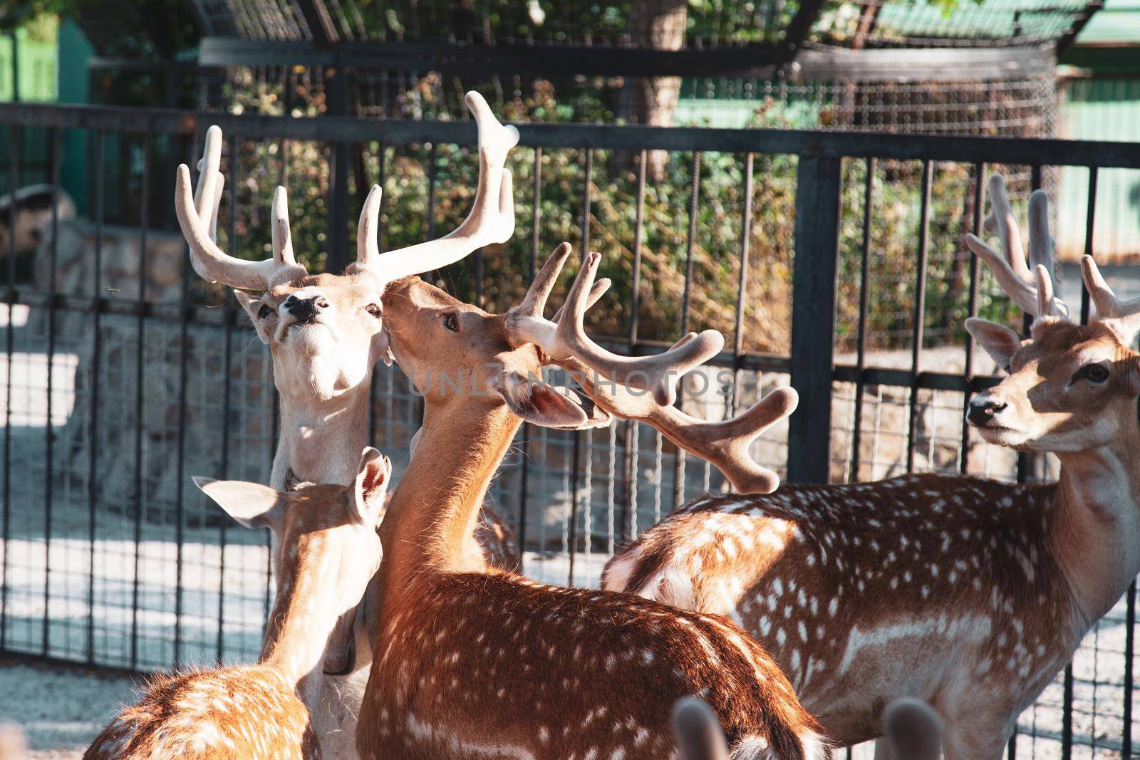 Young deers heads with horns in the zoo by kisika