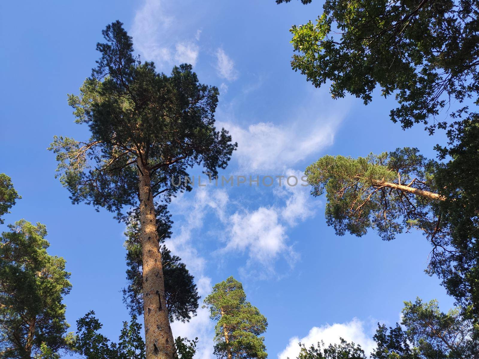 Pine forest nature background blue sky.