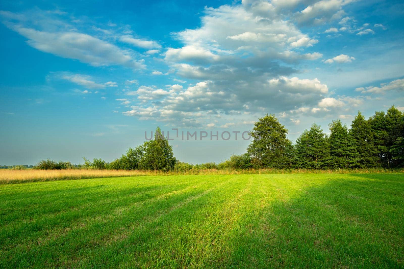 Shadows on a beautiful green meadow with trees and clouds on a blue sky, summer landscape, Nowiny, Poland