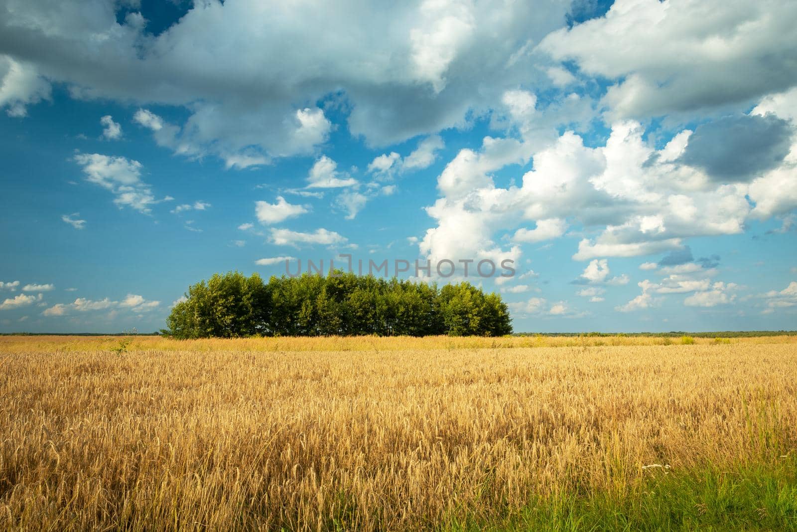 The trees growing in the center of the cereal, summer view