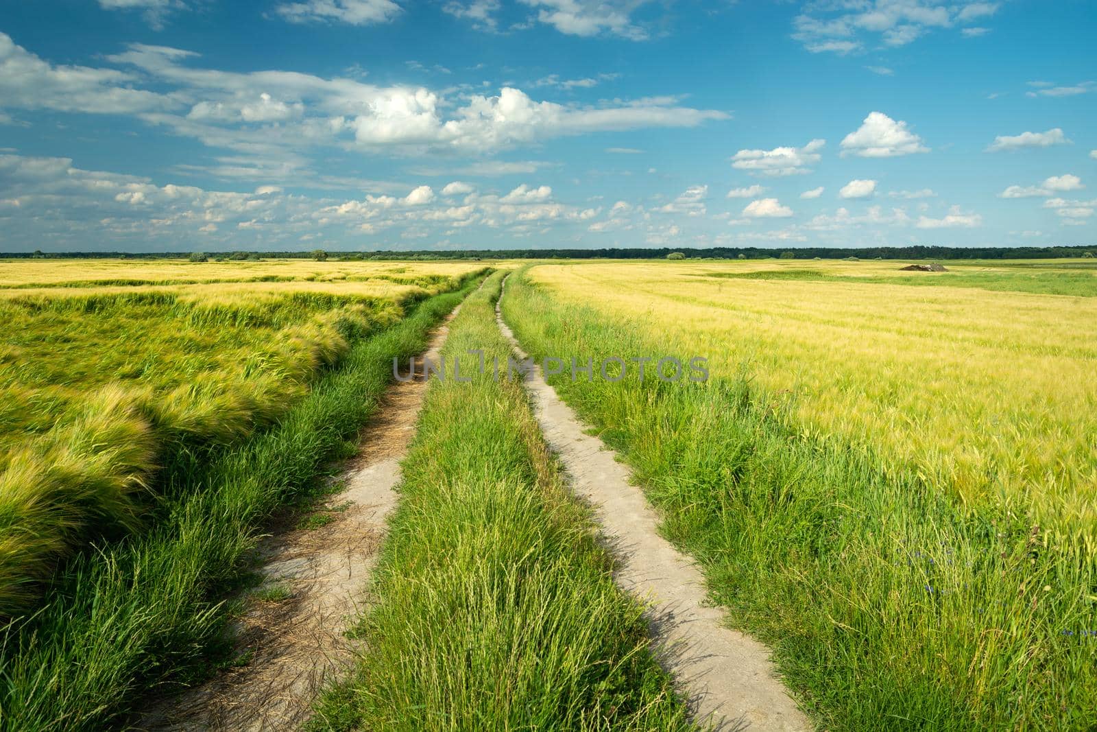 Dirt road through farmland, summer day view, Czulczyce, Poland