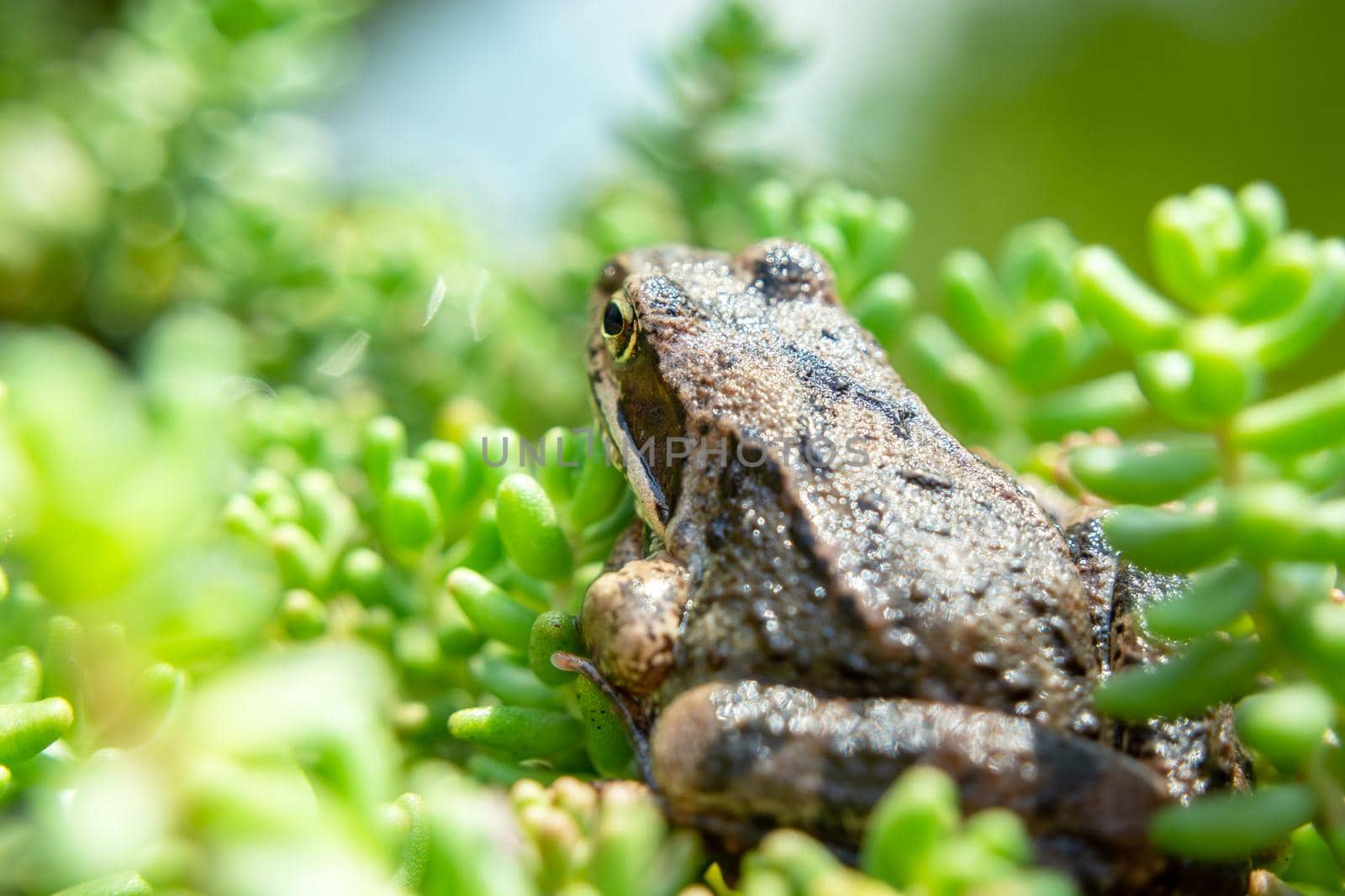 A brown frog is sitting in green plants, summer view