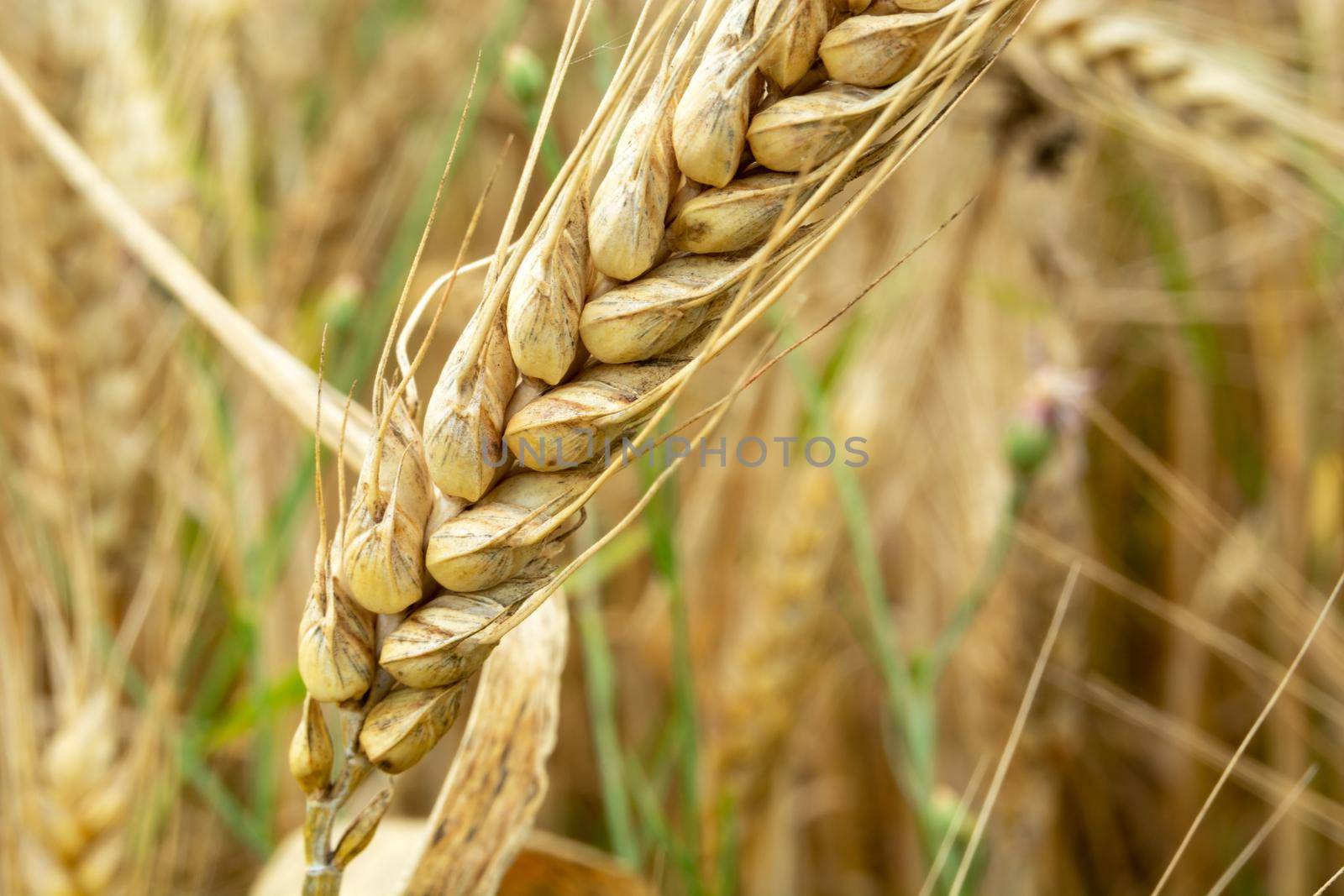 High close-up on an ear of grain, summer view
