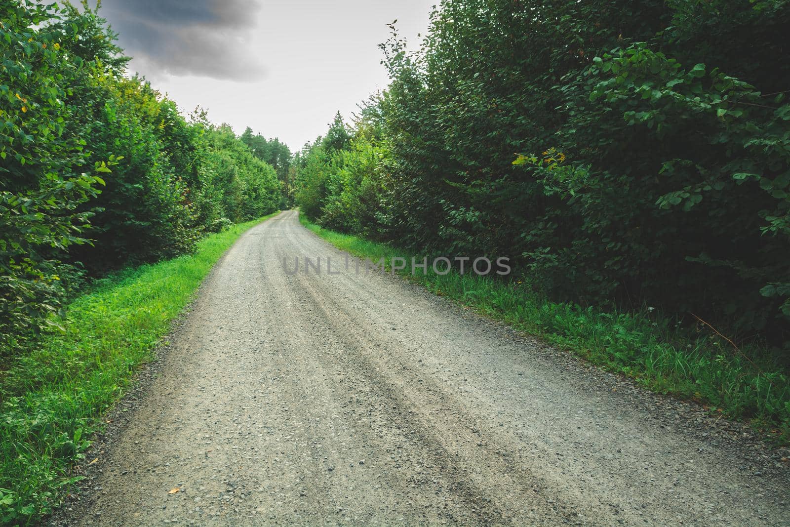 A gravel road through a green dense deciduous forest, moody view