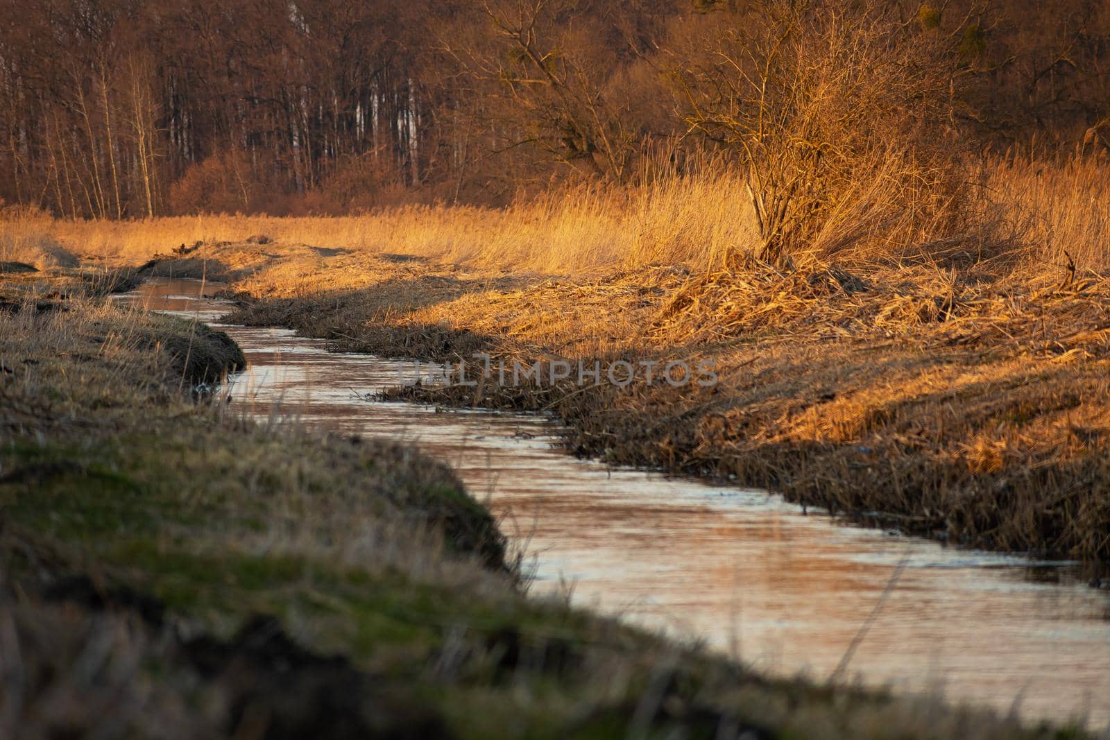 The little river Uherka flowing through the meadows next to the forest, march day, Stankow, Poland