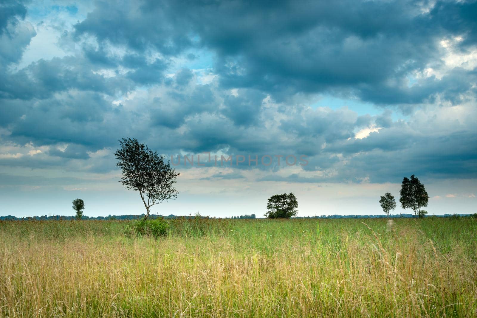 Cloudy sky over a wild meadow with trees, summer view, Nowiny, Poland