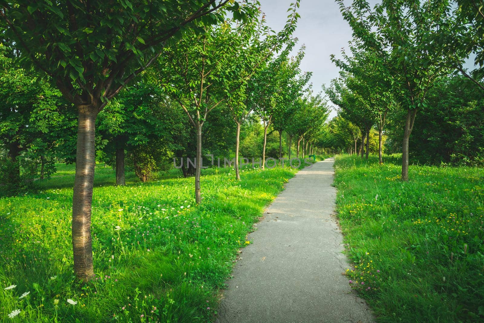 Avenue in the green park with trees planted along the path, Chelm, Poland