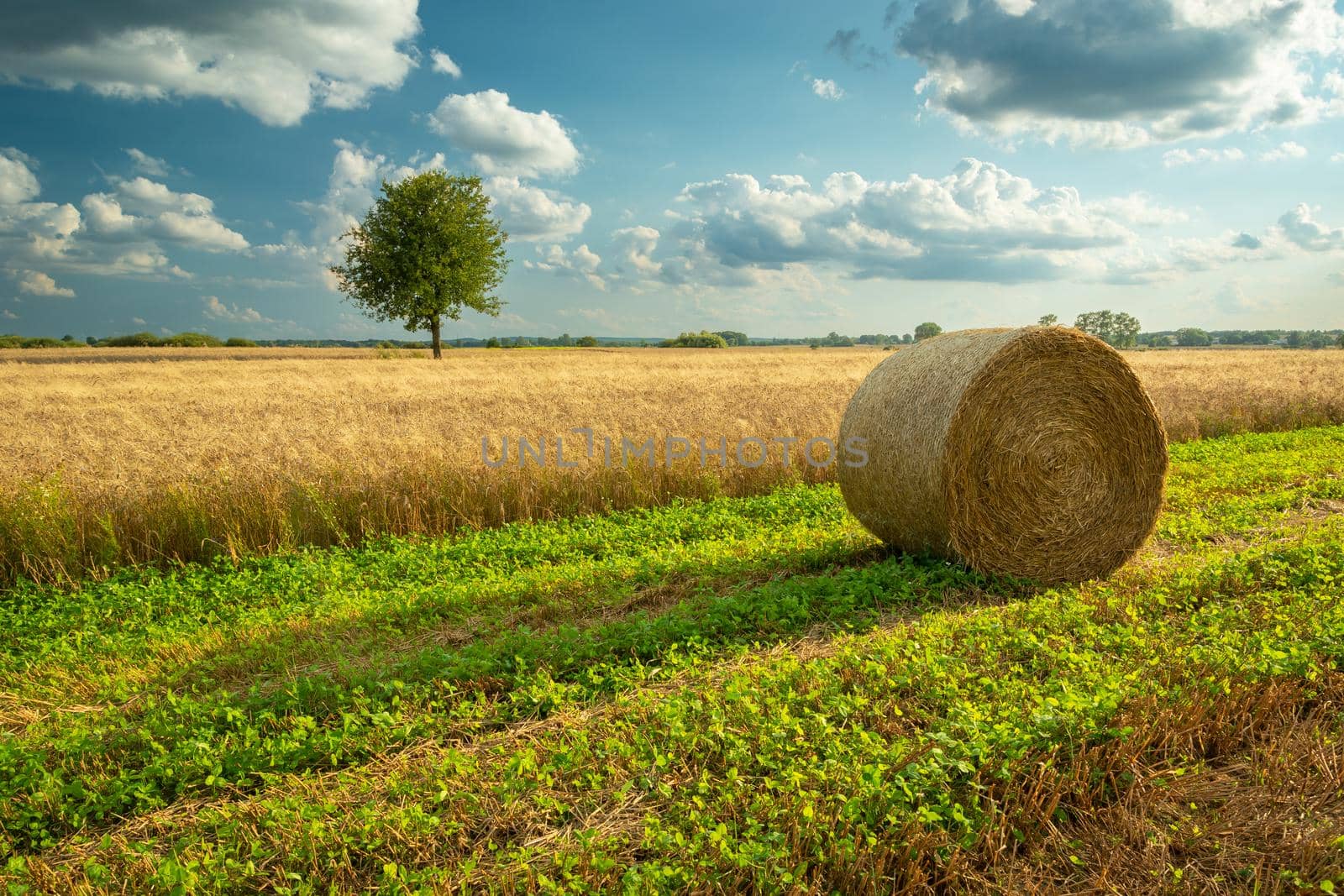 A bale of hay is lying next to a grain field and a lonely tree in the distance, summer view