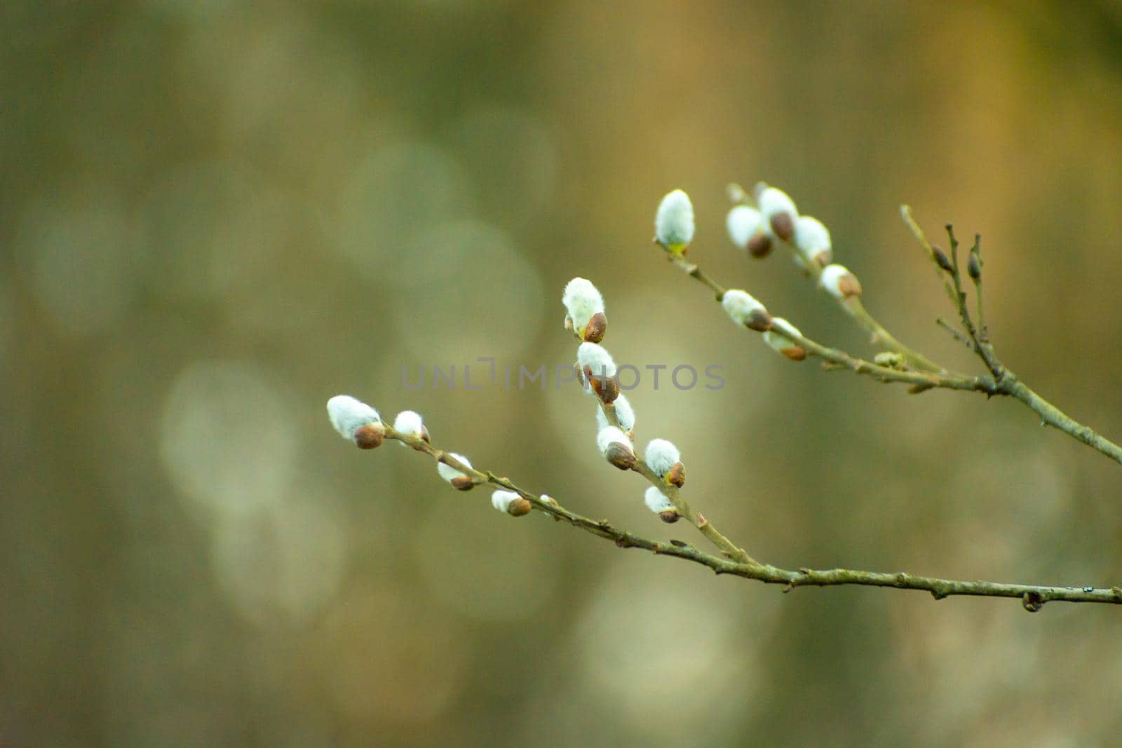 Twigs with white fluffy catkins and blurred background, spring view