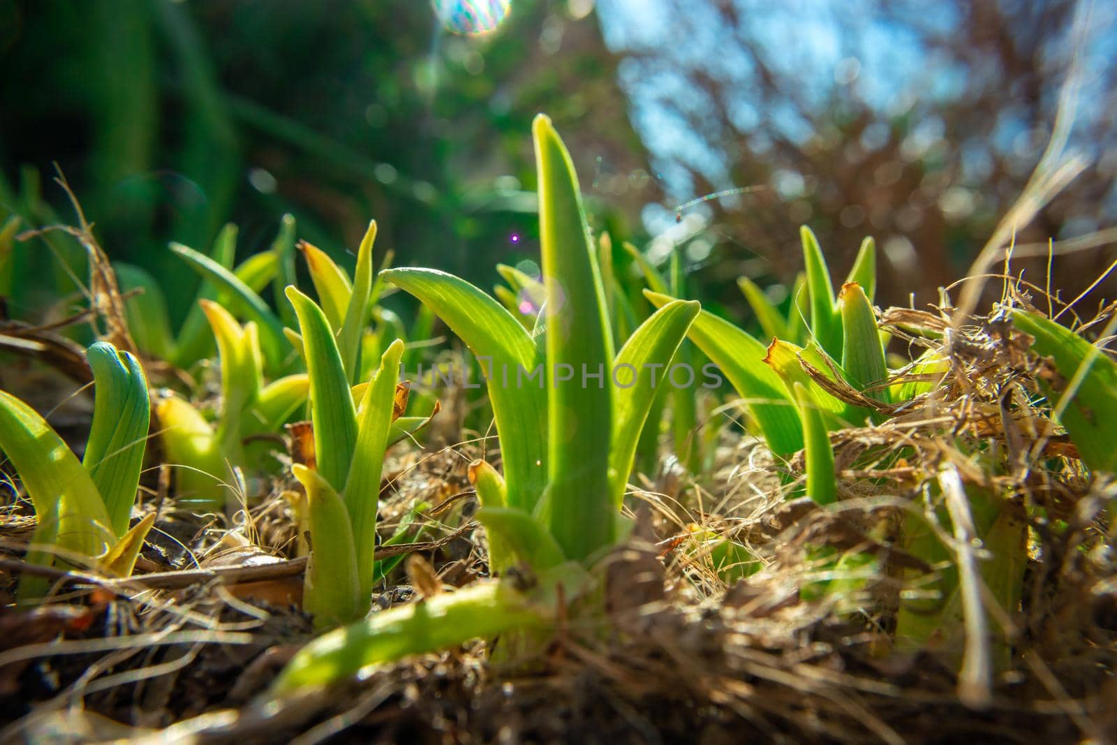 Green flower seedlings in the garden in spring, sunny day