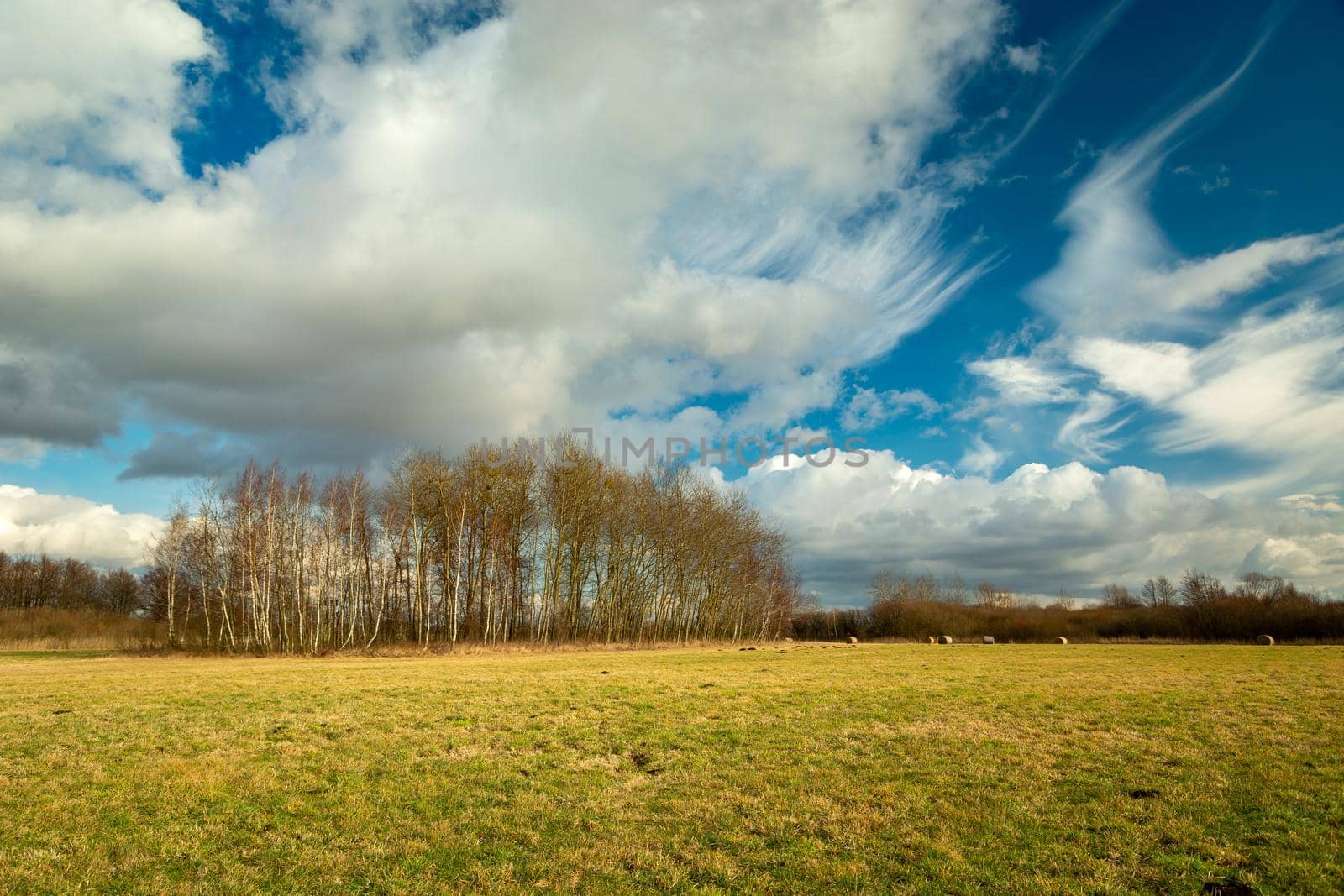 The trees behind the meadow and the beautiful clouds in the blue sky, spring view