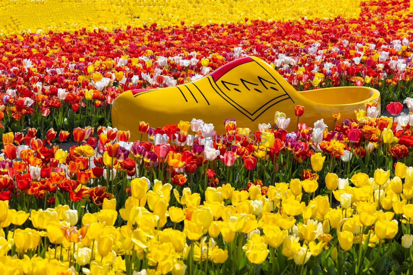Field of tulips with clog near Keukenhof, The Netherlands by phbcz