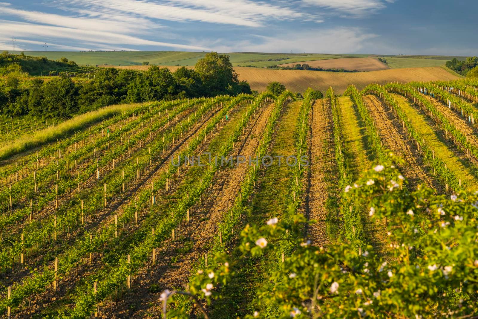 Spring vineyard near Cejkovice, Southern Moravia, Czech Republic by phbcz