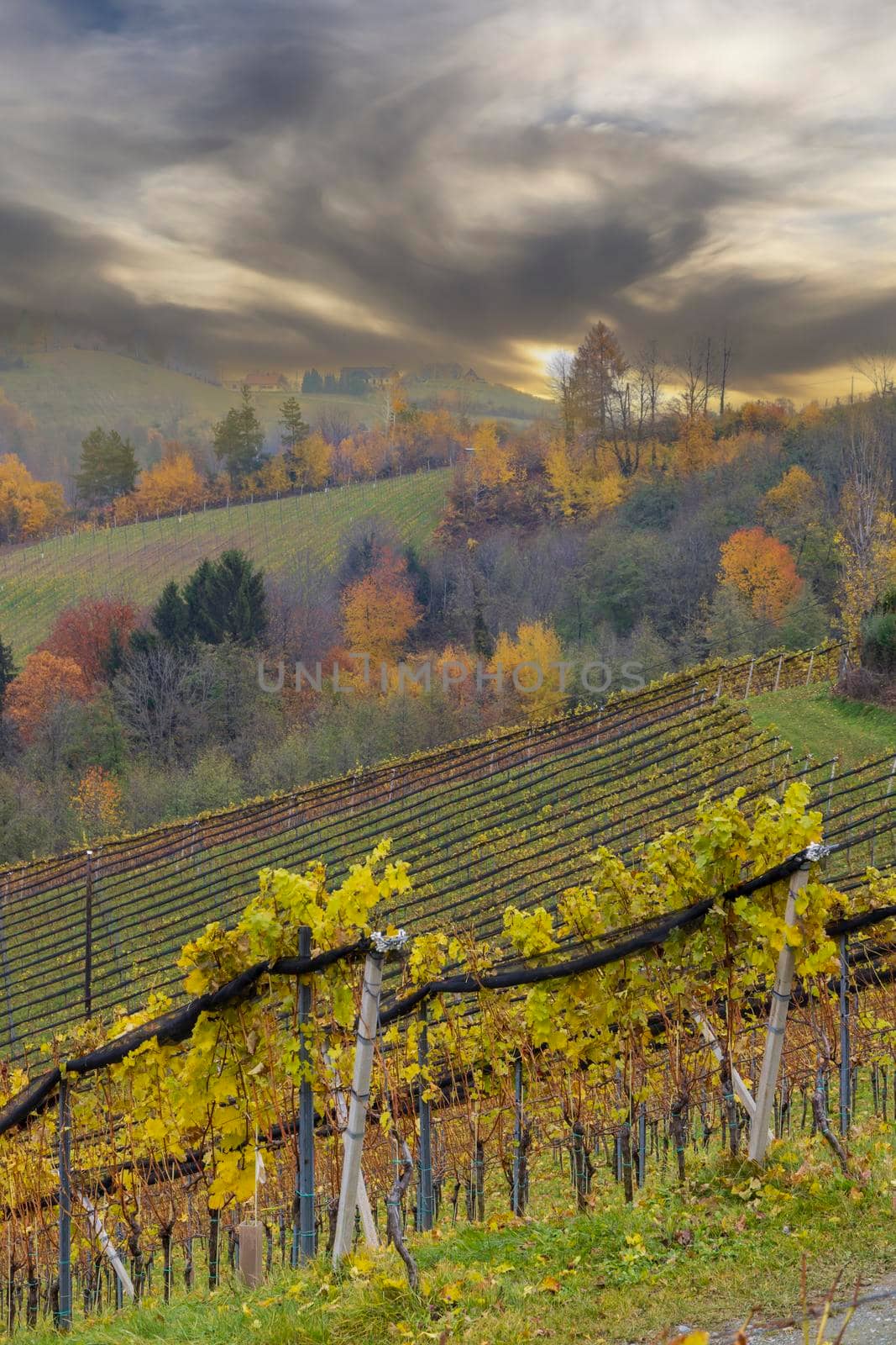 Highest vineyards in Austria near the village Kitzeck im Sausal, Styria, Austria by phbcz