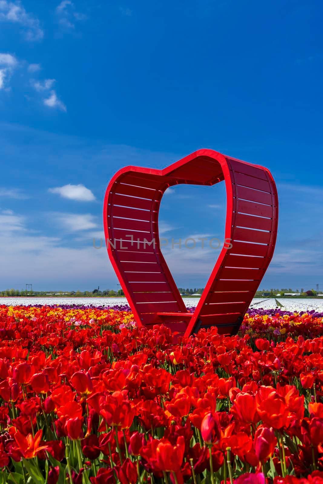 Field of tulips with red heart near Keukenhof, The Netherlands by phbcz