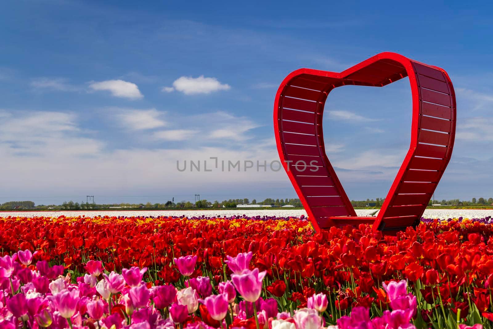 Field of tulips with red heart near Keukenhof, The Netherlands