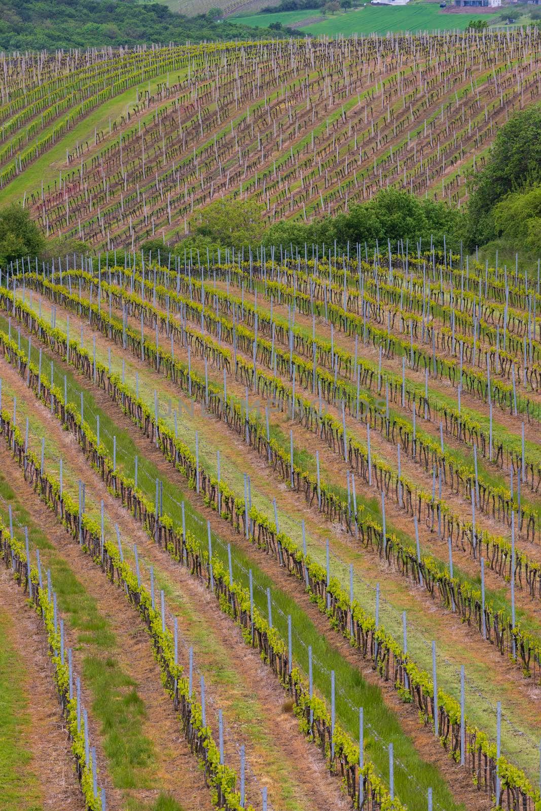 Spring vineyard near Cejkovice, Southern Moravia, Czech Republic