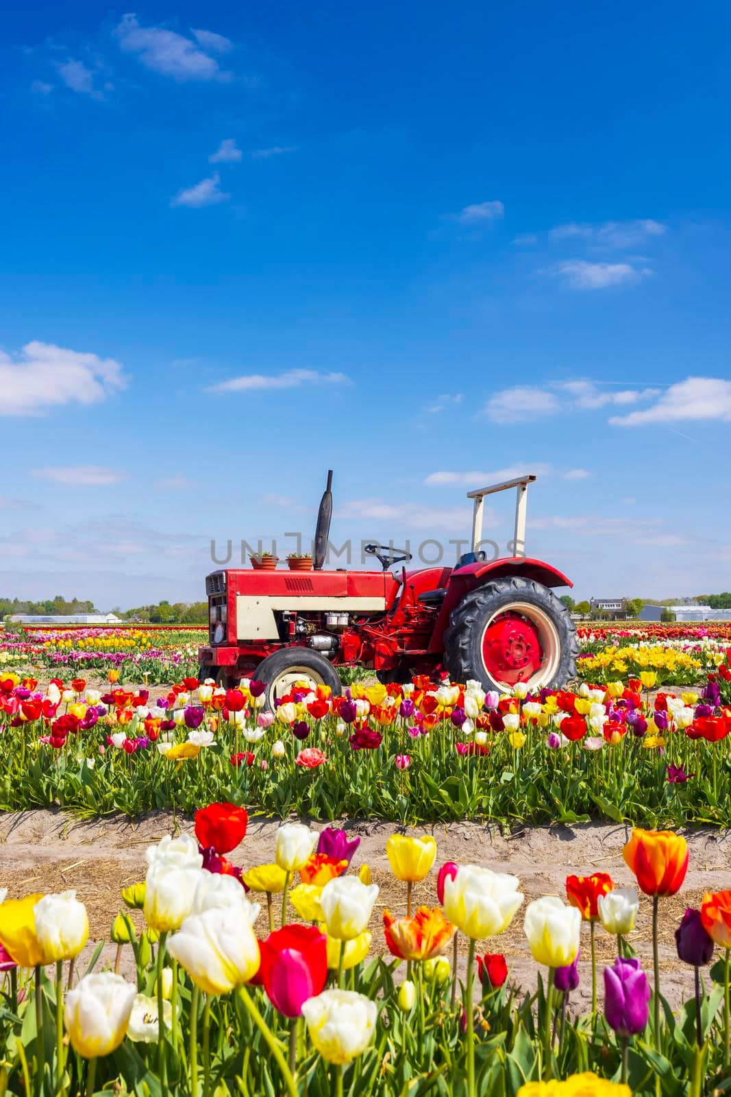 Field of tulips with old tractor near Keukenhof, The Netherlands by phbcz