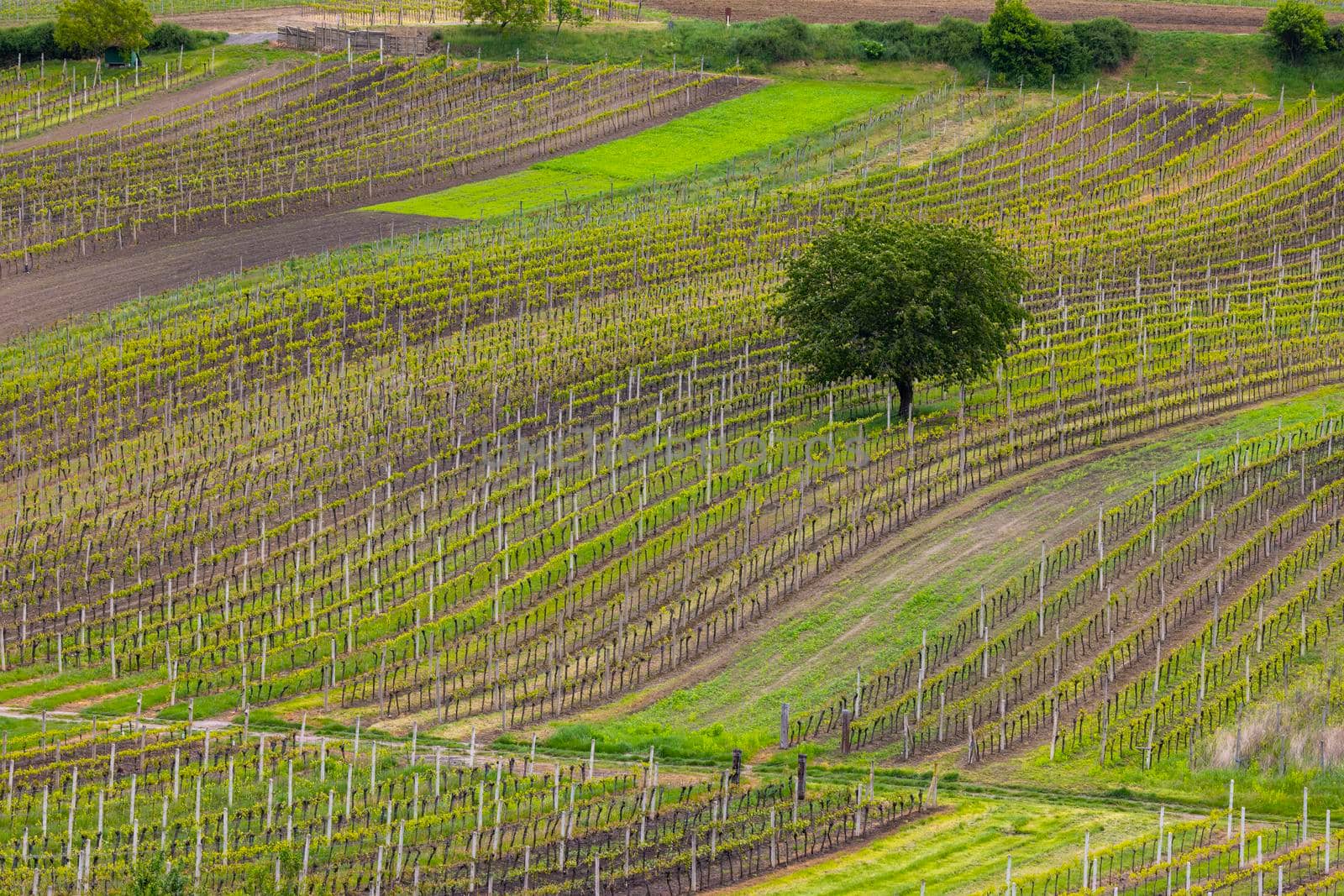 Spring vineyard near Cejkovice, Southern Moravia, Czech Republic