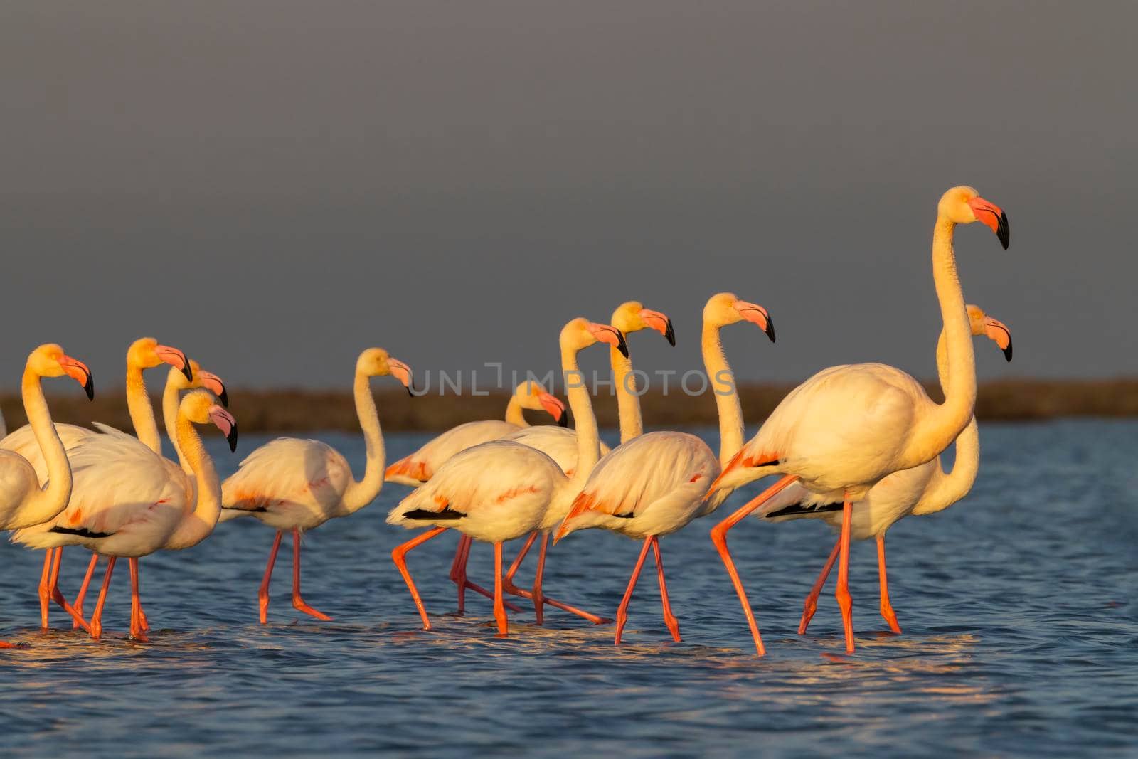 Flamingo in Parc Naturel regional de Camargue, Provence, France by phbcz