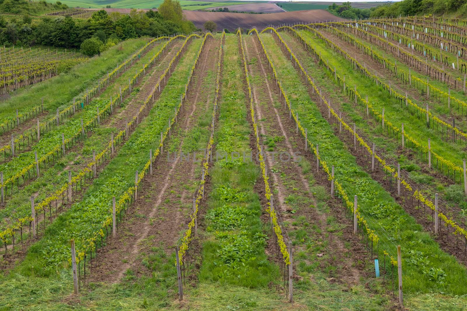 Spring vineyard near Cejkovice, Southern Moravia, Czech Republic by phbcz