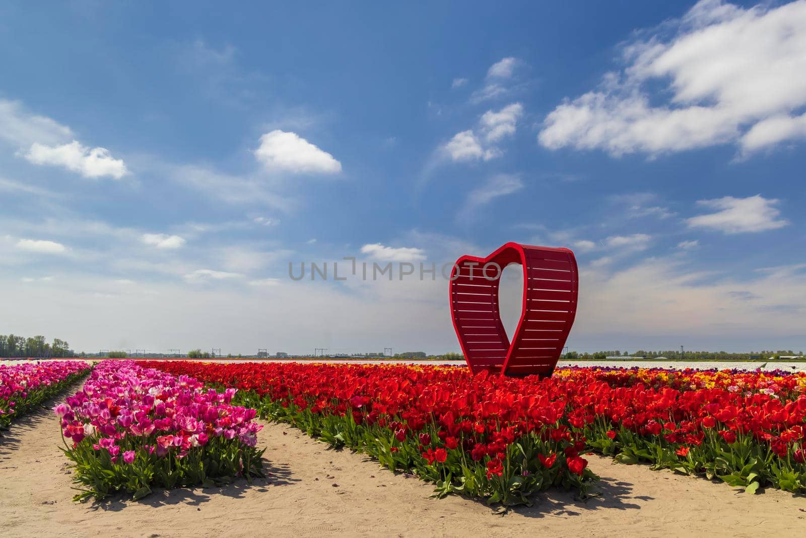 Field of tulips with red heart near Keukenhof, The Netherlands