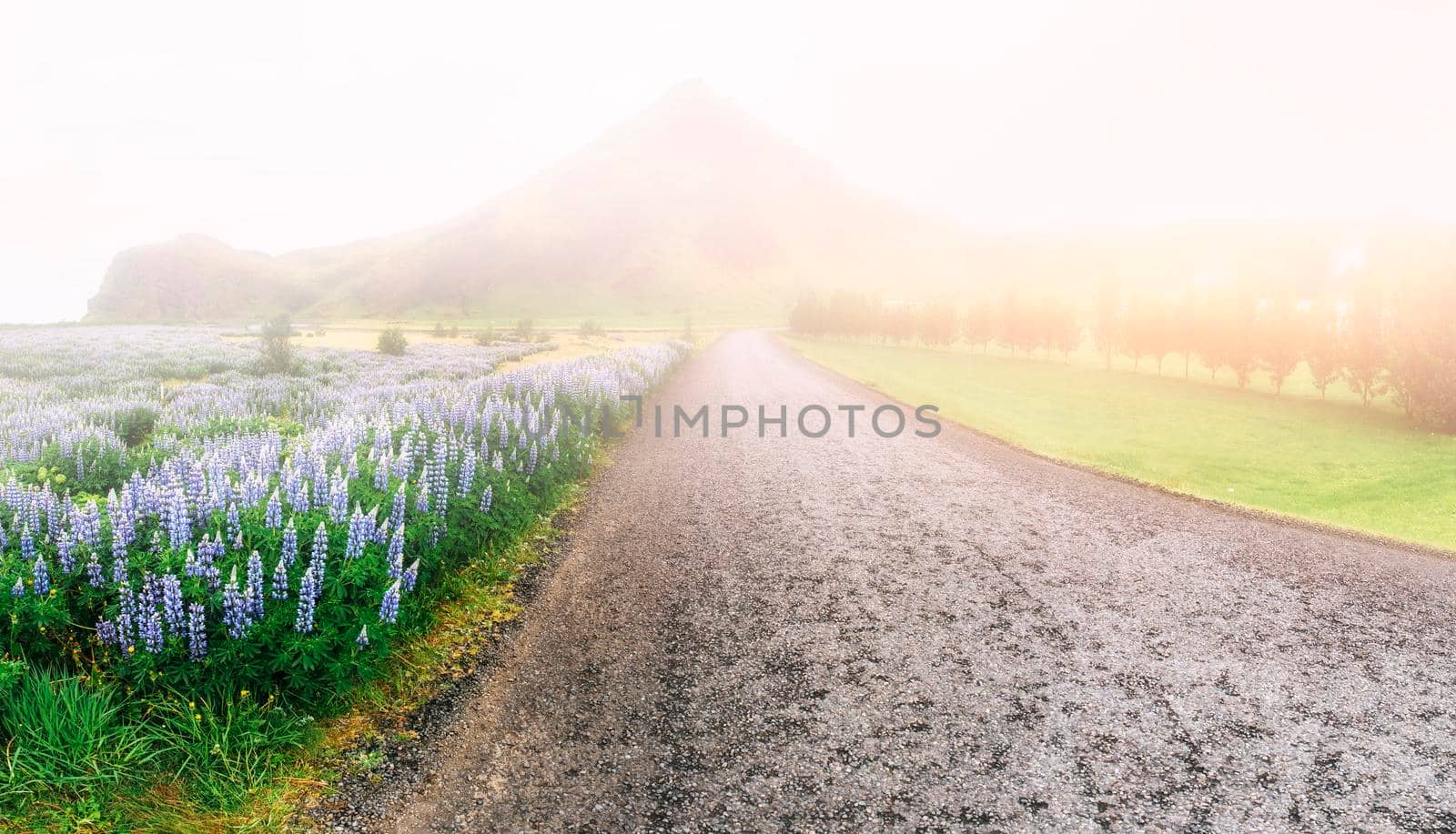 Wild blue lupinus blooming in high grass at summer.