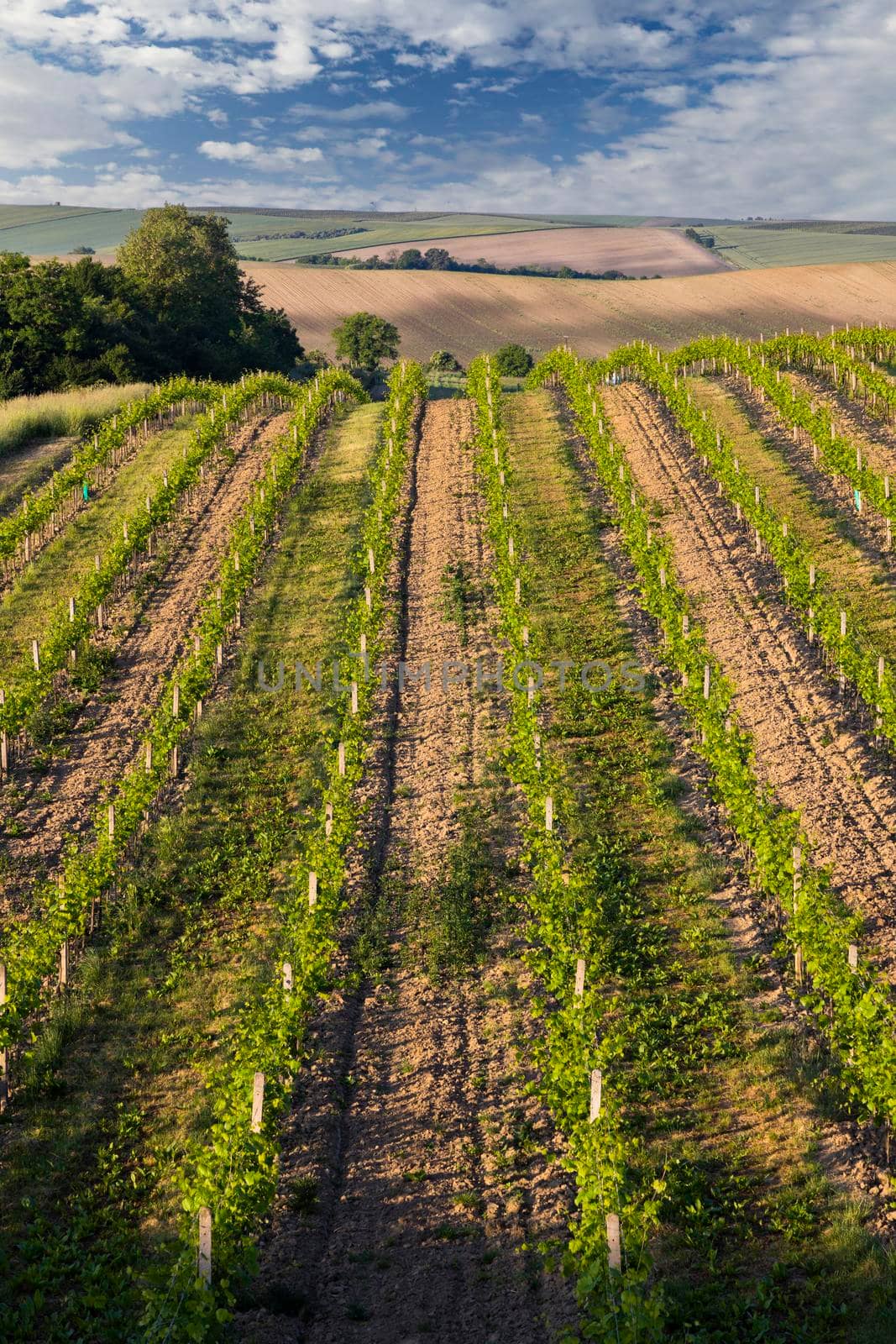 Spring vineyard near Cejkovice, Southern Moravia, Czech Republic by phbcz