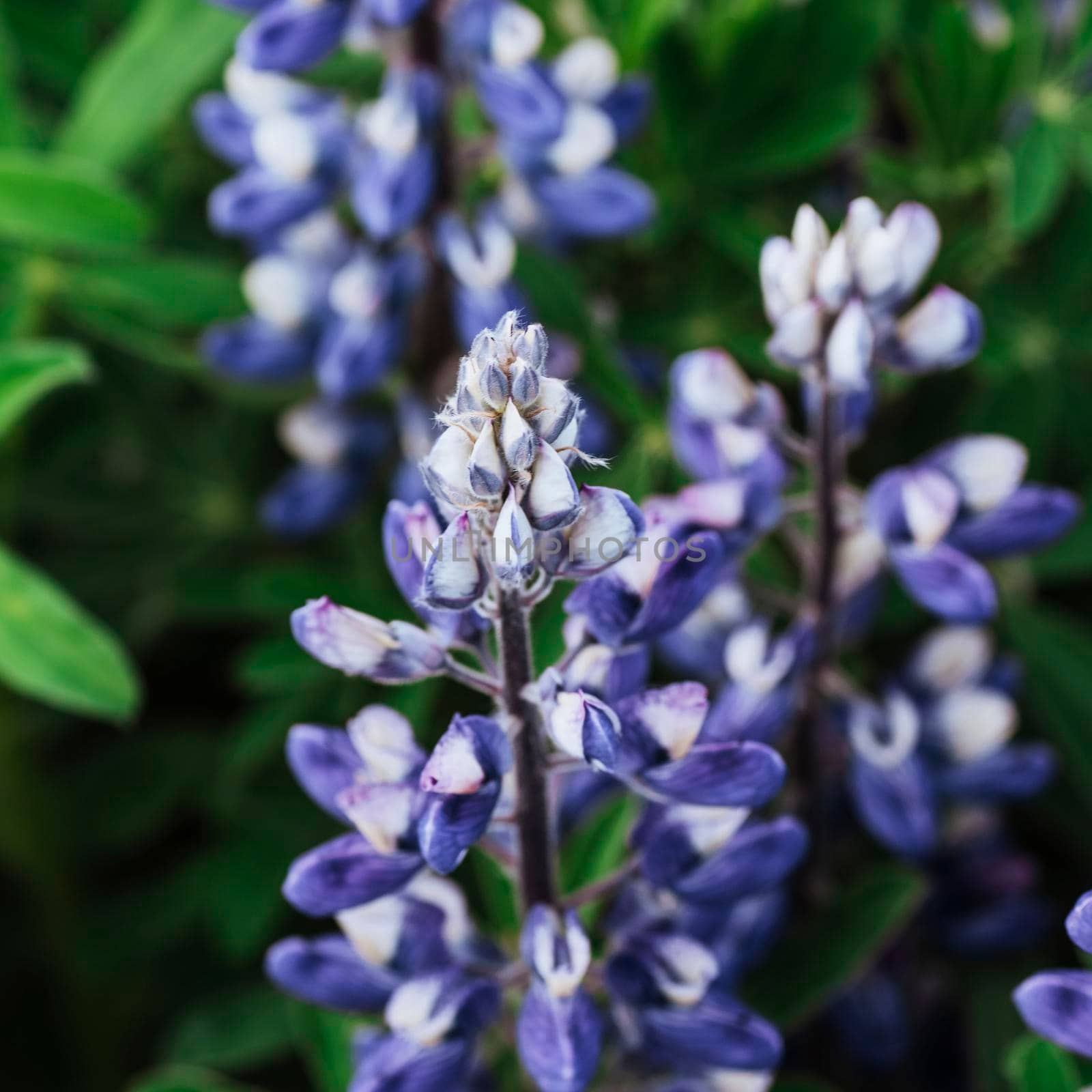 Wild blue lupine blooming in in summer.