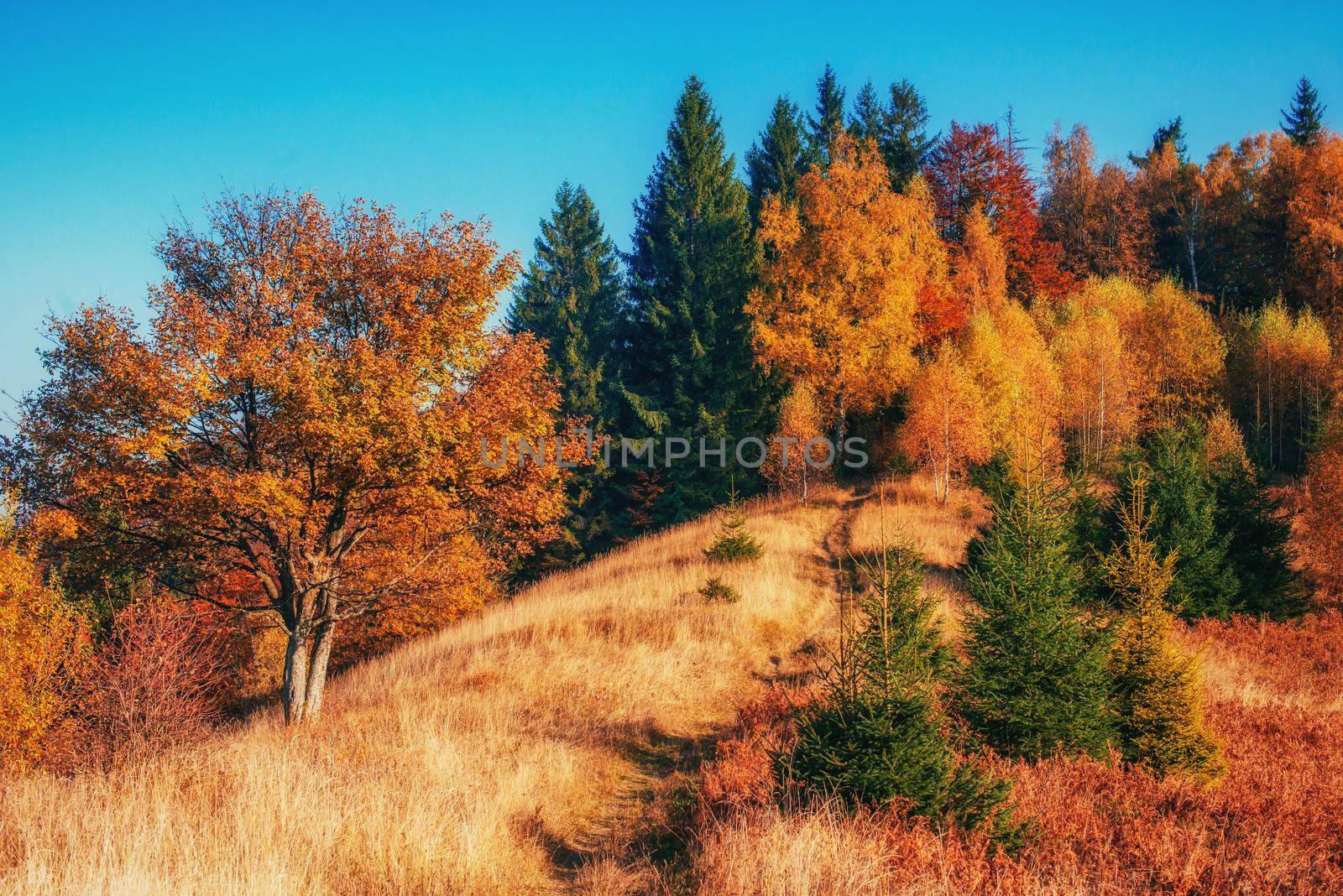 Forest in sunny afternoon while autumn season. Carpathians Ukraine Europe