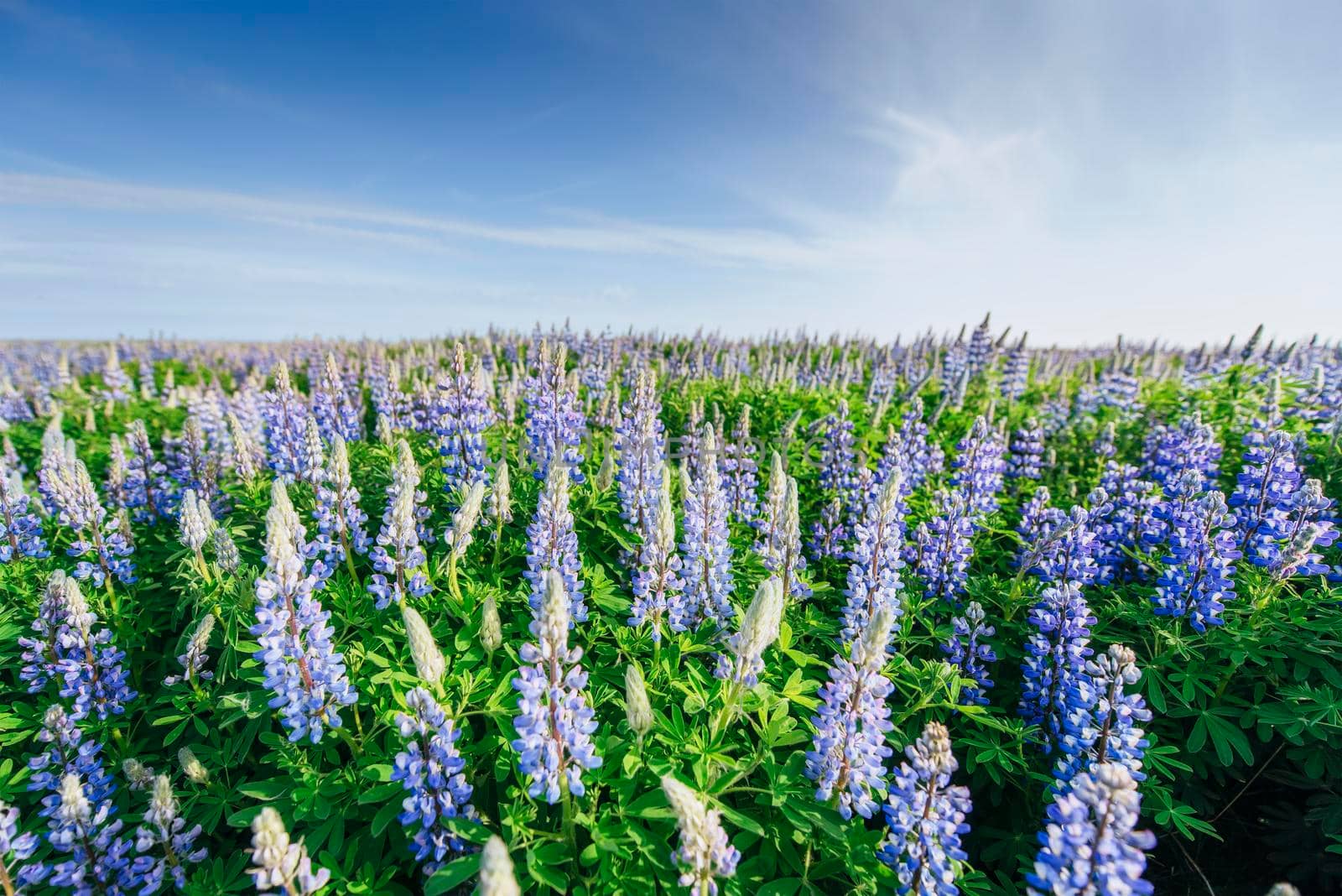 Wild blue lupinus blooming in high grass at summer.