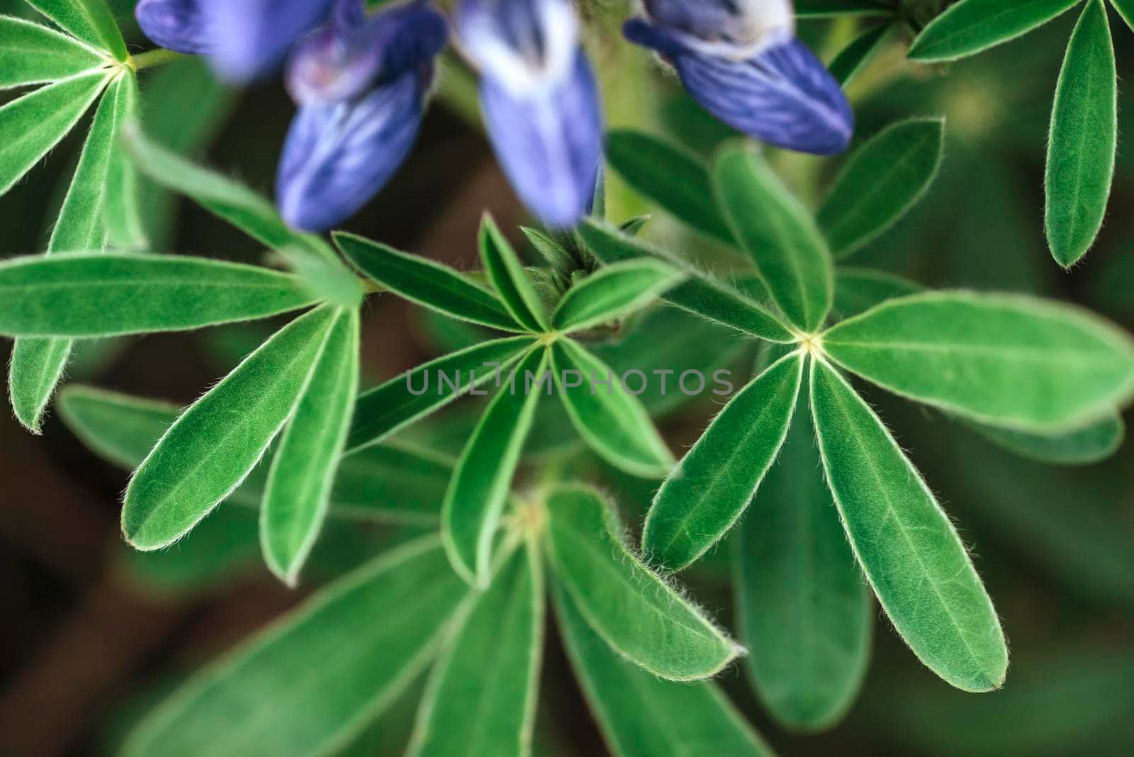 Wild blue lupine blooming in in summer.