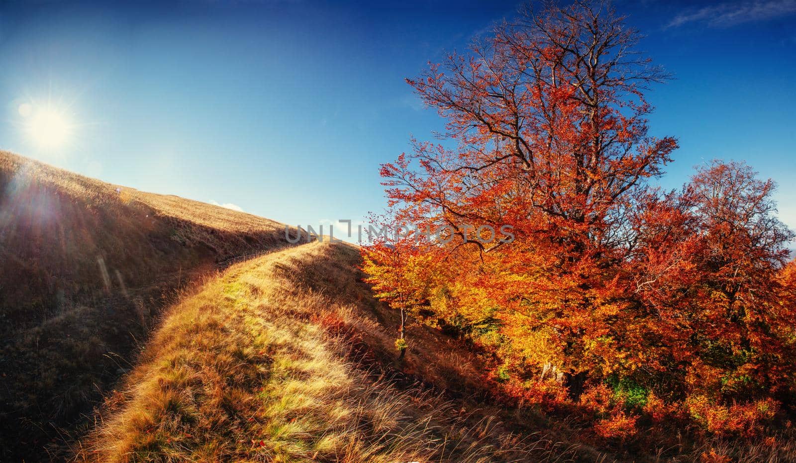 rock massif in the Carpathians. Ukraine. Europe