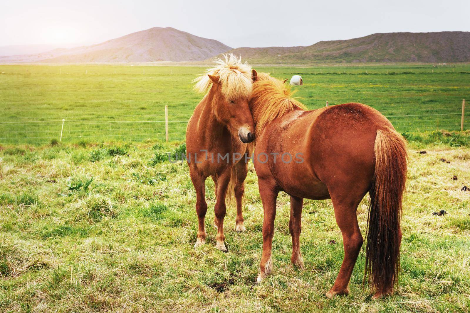 Charming Icelandic horses in a pasture with mountains in the background
