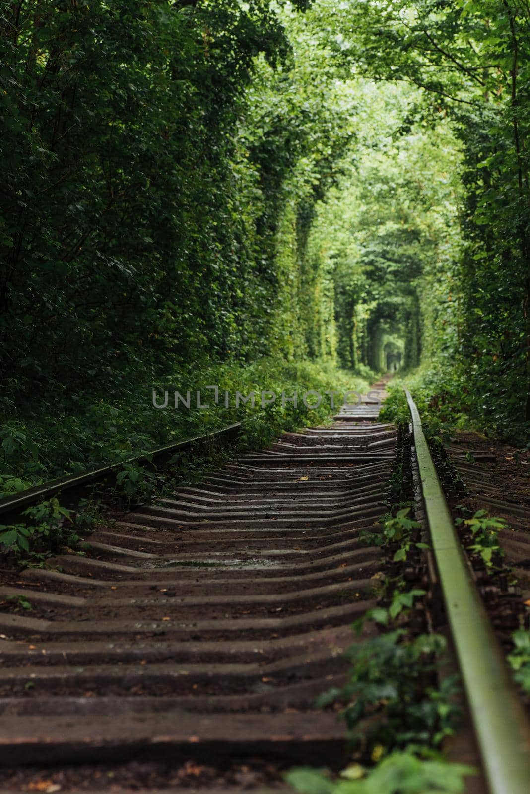 natural tunnel of love emerging from the trees along the railway in Ukraine