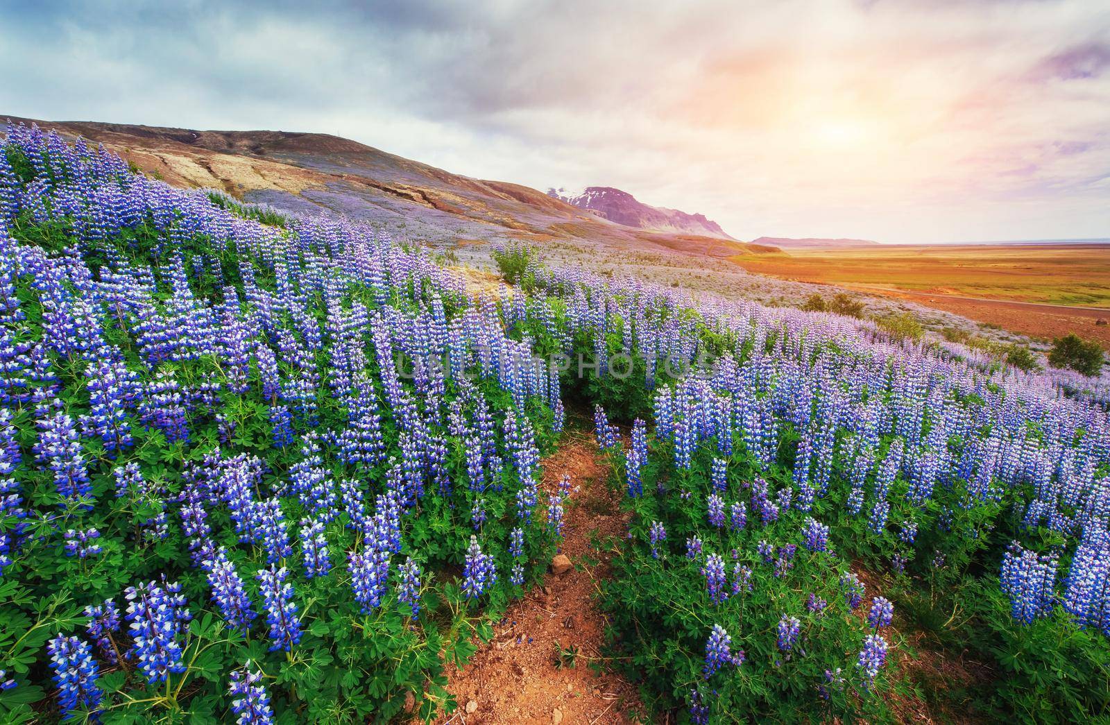The picturesque landscapes of forests and mountains of Iceland. Wild blue lupine blooming in in summer.