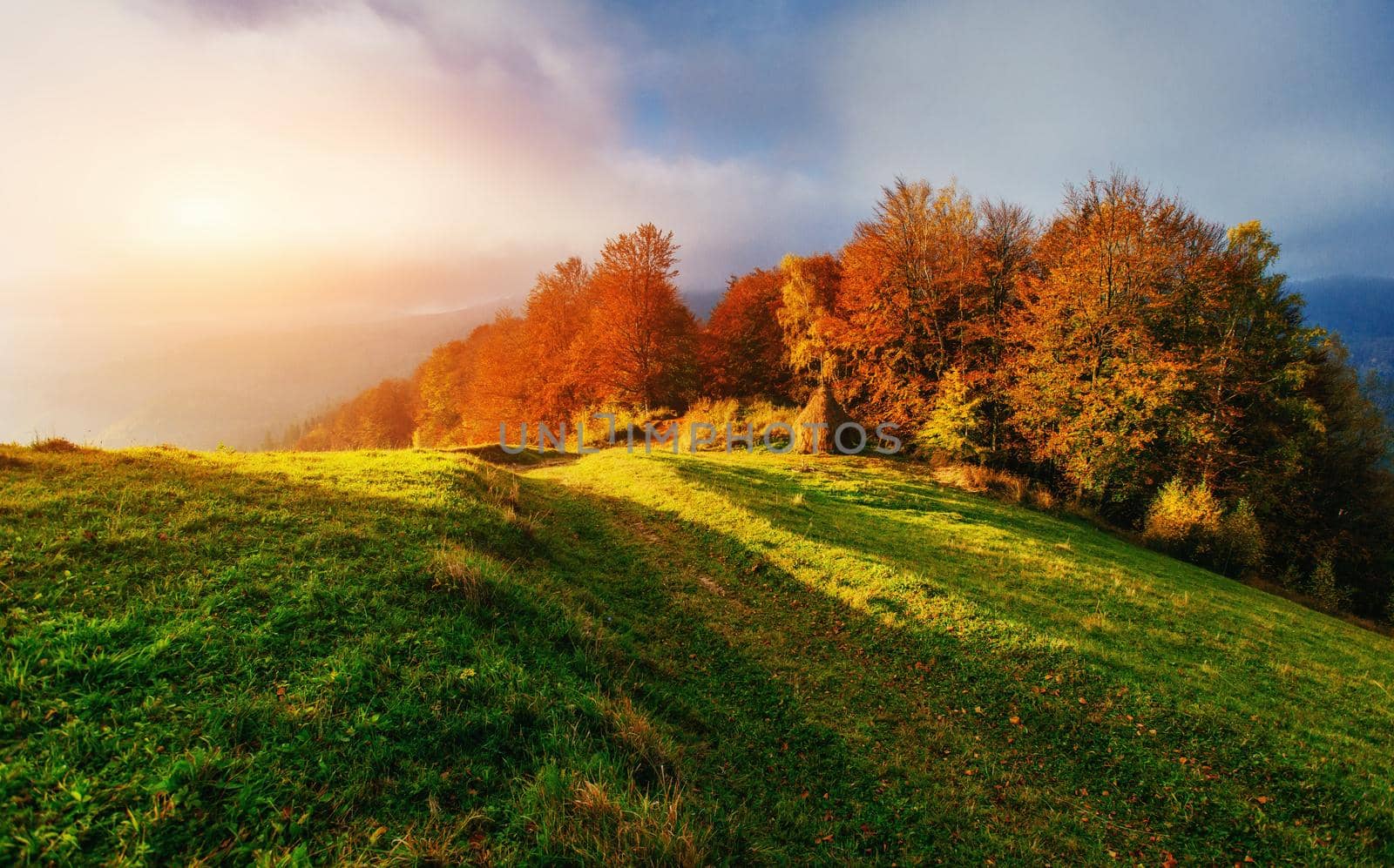 Forest Road in the autumn. Landscape Ukraine Europe