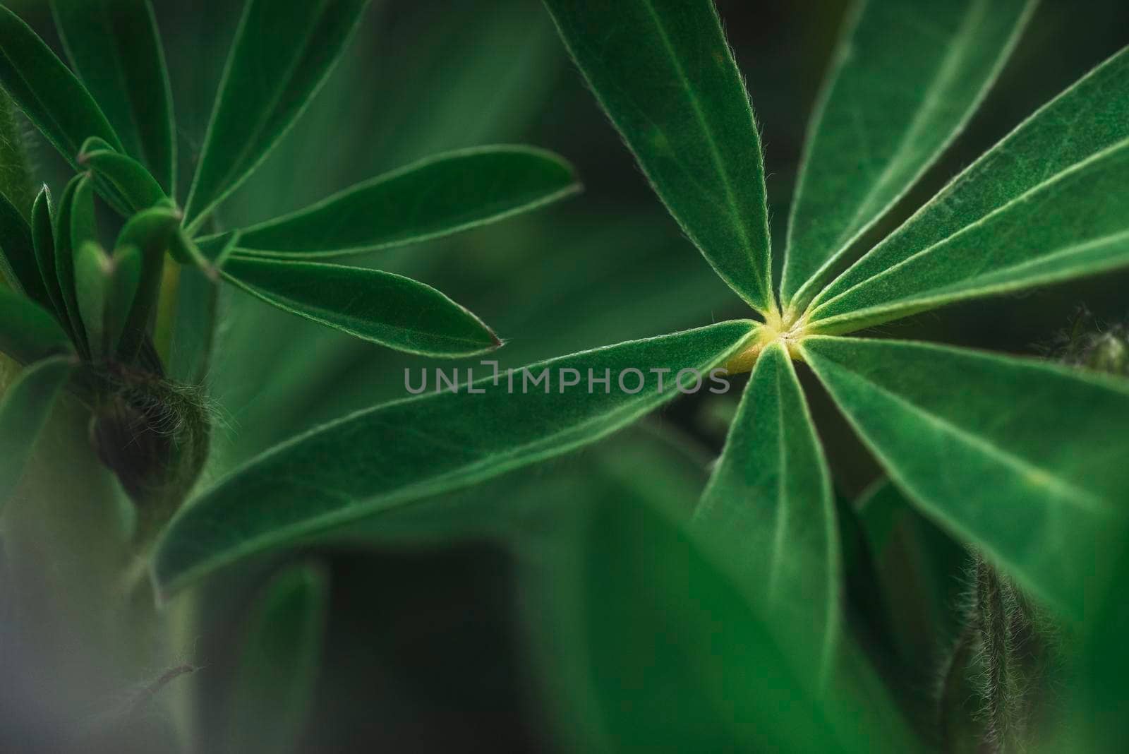 Abstract tropical nature, exotic macro green leaf.