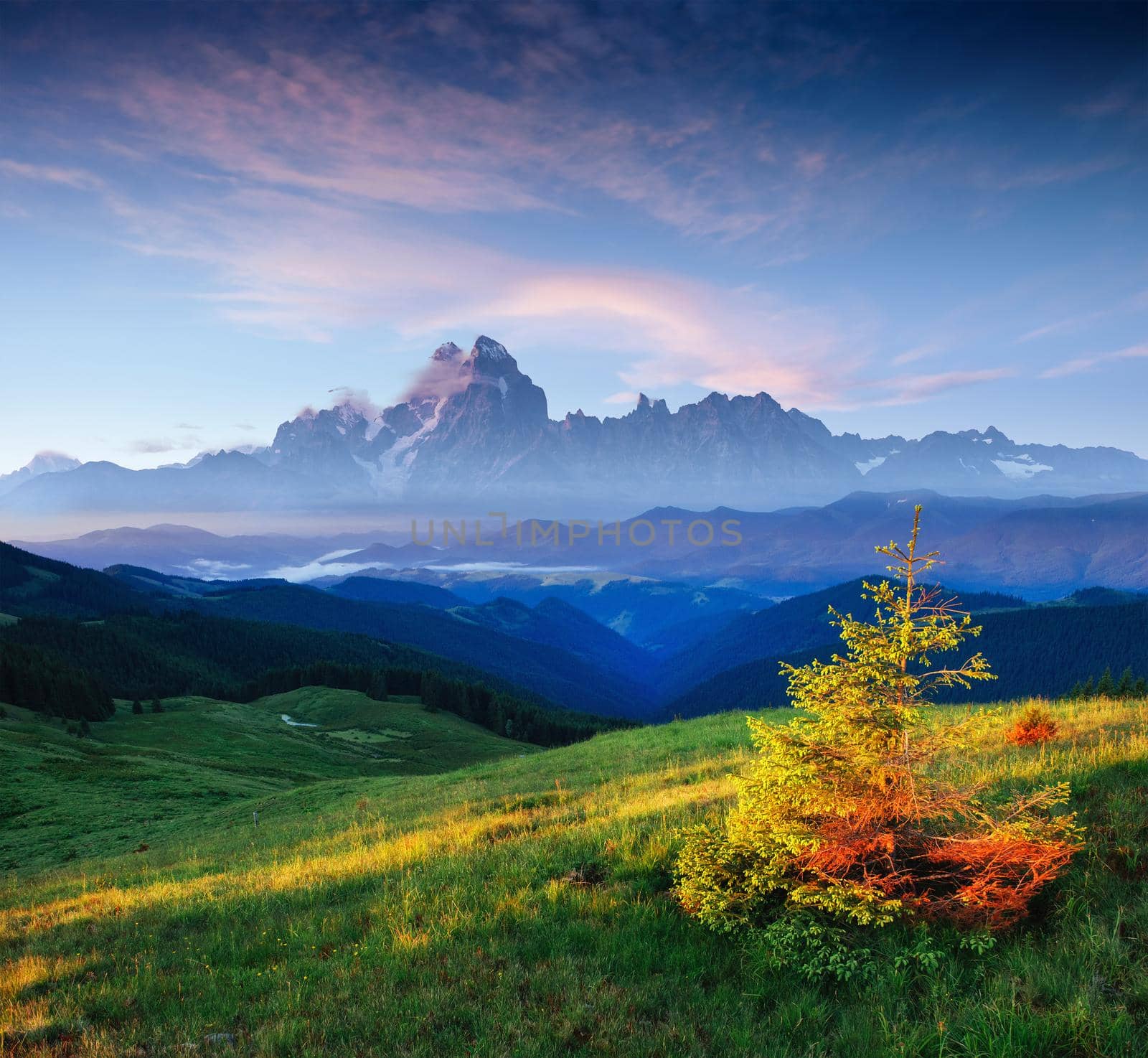 wildflowers in the mountains at sunset. Carpathians. Ukraine, Europe