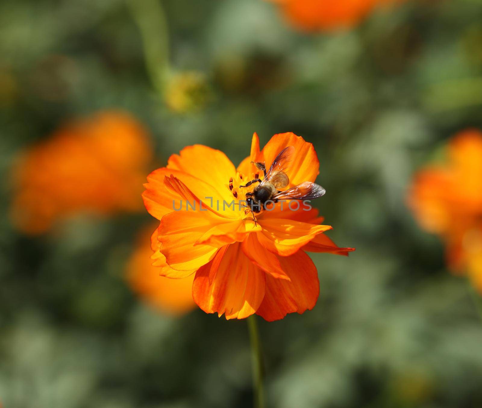 orange cosmos flower with bee by geargodz