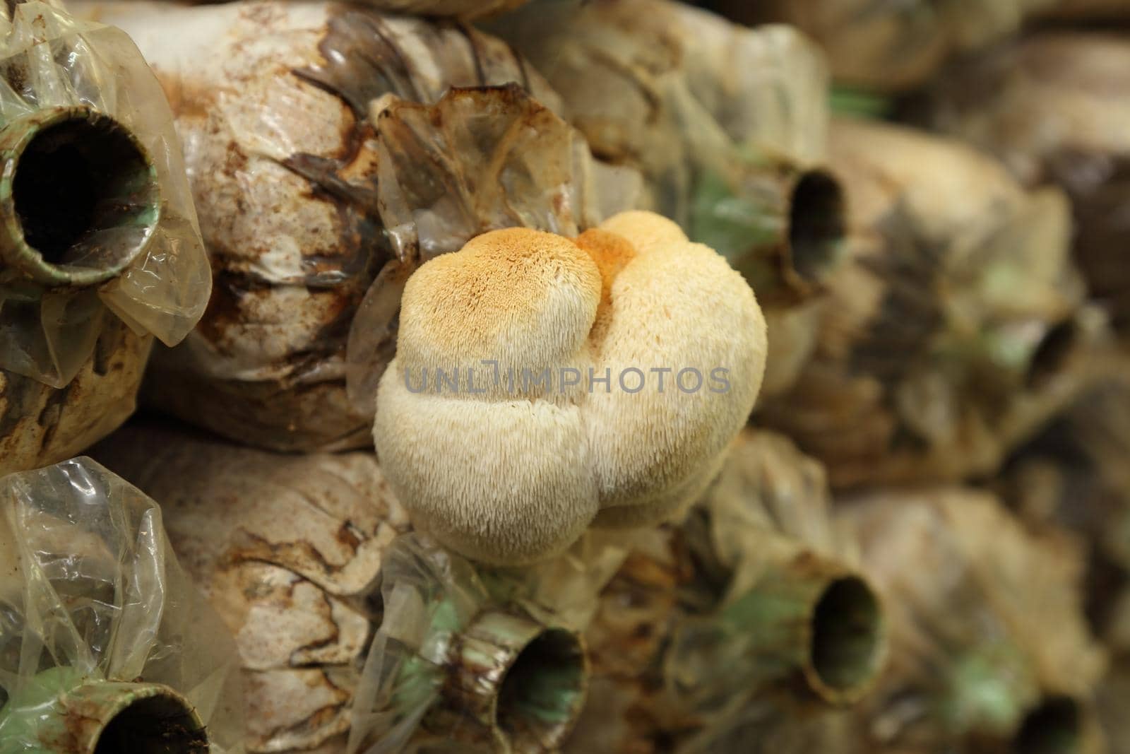 Monkey head mushroom (Yamabushitake mushroom) on spawn bags growing in a farm