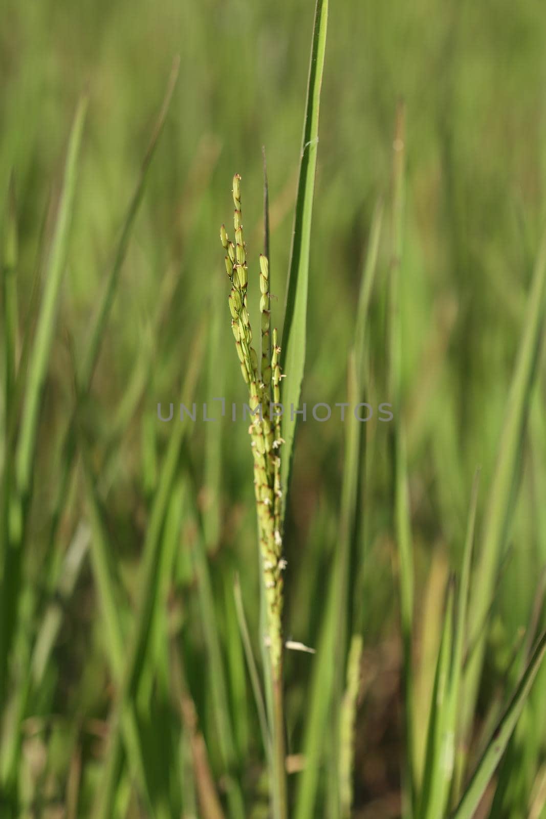 close up of Rice spike in the paddy field