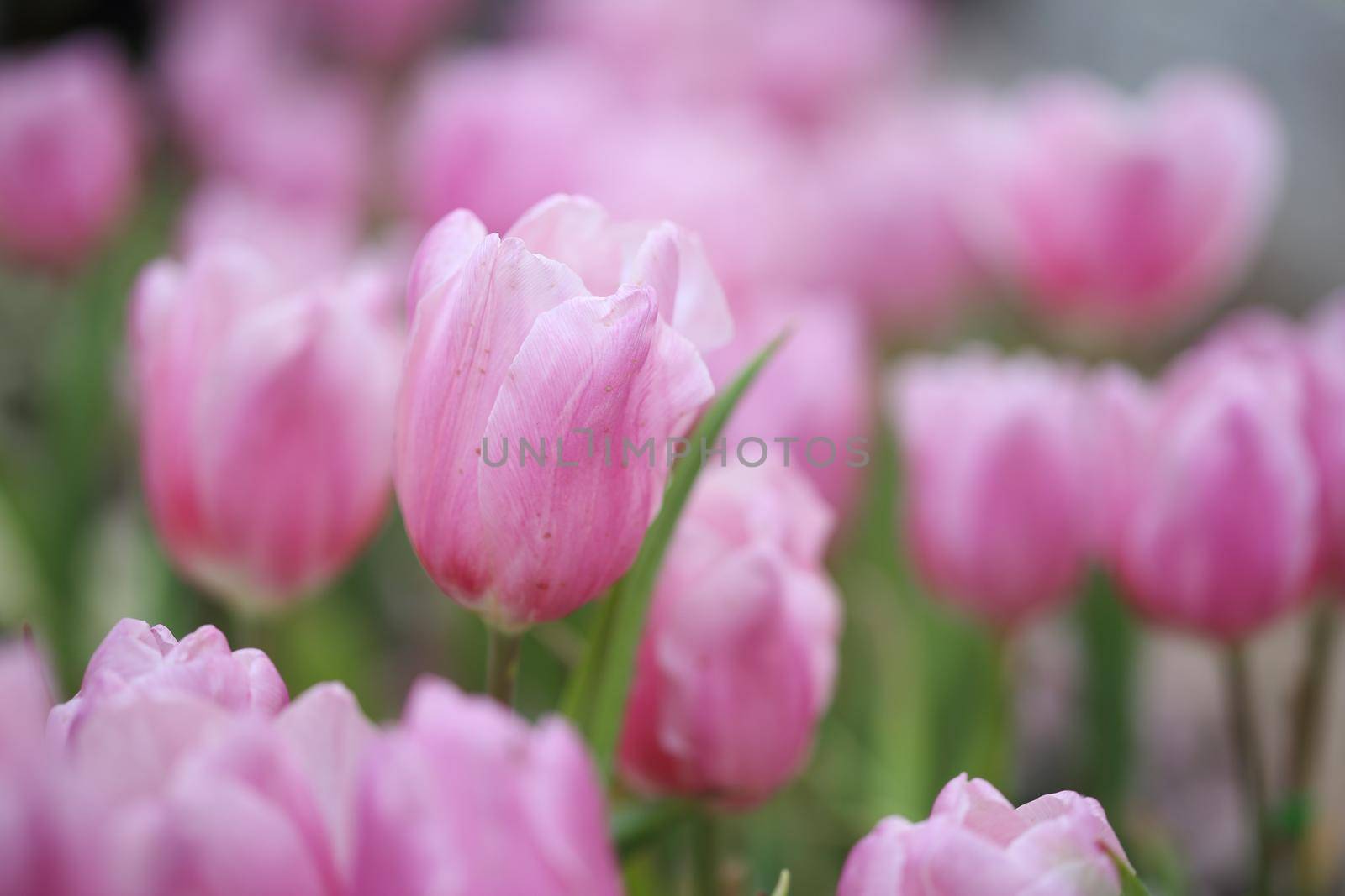 beautiful pink tulip by geargodz